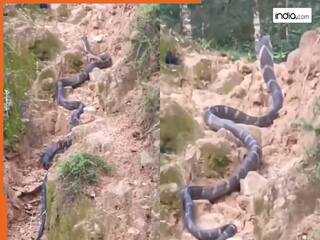 गांववालों ने देखा खतरनाक कोबरा, भीड़ देखते ही भागने लगा नाग, साइज देख चौंक गए लोग | देखें Video