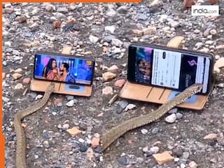 Naag Ka Video: सोशल मीडिया पर वायरल हुआ कोबरा का हैरान कर देने वाला वीडियो, मोबाइल चलाकर बदला भोजपुरी गाना | देखें वीडियो