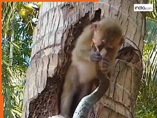 Snake Monkey fight: नन्हे बंदर की हिम्मत देख कांप गया जहरीला सांप, वीडियो देखकर दिमाग चकरा जाएगा | देखें Video