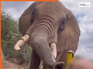 बीयर पीता दिखा हाथी! सोशल मीडिया पर आग की तरह फैल रहा है ये चौंकाने वाला वीडियो | देखें Video