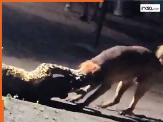 Viral Video: तेंदुए की दहाड़ पर भी नहीं डरा आवारा कुत्ता, 300 मीटर तक घसीटकर कर दिया ढेर, देखें चौंकाने वाला वीडियो