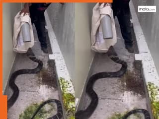 Cobra Ka Video: कोबरा को रेस्क्यू कर रहा था शख्स,तभी पीछे घूम कर दिया हमला..फिर जो हुआ। देखिए