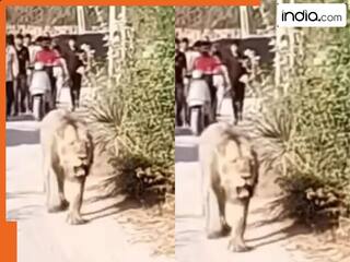 गांव में आराम से घूमता दिखा शेर, ग्रामीण बोला – रोज का मेहमान है