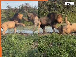 Sher Ka Video: दो शेरों की जबदस्त भिड़ंत से थर्रा उठा जंगल, हिलाकर रख देगी वर्चस्व की ये लड़ाई | देखें वीडियो