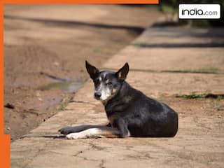 SC के आदेश के बाद लखनऊ नगर निगम की बड़ी कार्रवाई, पालतू कुत्तों को लेकर जारी की खास एडवाइजरी