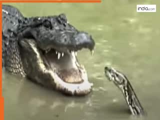 Magarmach Ka Video: पानी में आमने- सामने पड़ गए मगरमच्छ और अजगर, फिर जो दिखा रोंगटे खड़े हो जाएंगे | देखें वीडियो