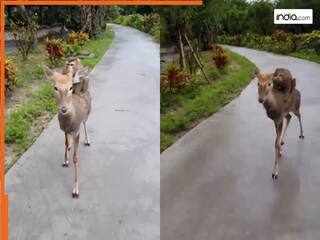 Bandar Ka Video: अचानक हिरण की पीठ पर बैठ गया बंदर, फिर जो किया हंसी ना रुकेगी | देखें वीडियो