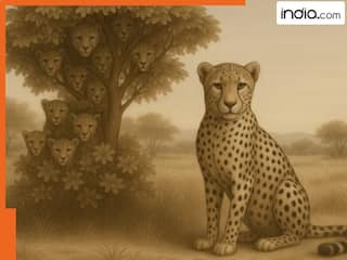 दिमाग घुमा देगी ये तस्वीर! बताइए इस तस्वीर में कितने चीते छिपे हैं? तेज नजरें वाले ही दे पाएंगे सही जवाब