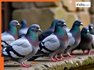 आवारा कुत्तों के बाद अब कबूतरों पर एक्शन, इस शहर में नहीं डाल पाएंगे पक्षी को दाना! HC ने बरकरार रखा फैसला