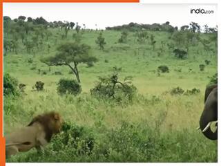 Hathi Ka Video: हाथी को अकड़ दिखा रहा था शेर, अगले ही सेकेंड निकल गई सारी हेकड़ी | देखें वीडियो