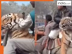 Viral video: हाथी की पीठ पर क्यों चढ़ा बाघ? वायरल वीडियो ने सबको कर दिया हैरान