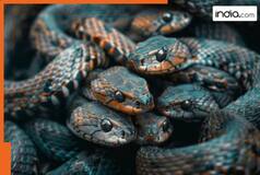 Can snakes really capture the image of their killer in their eyes? Myth or reality; here's what science has to say...