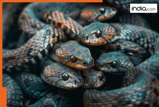 Can snakes really capture the image of their killer in their eyes? Myth or reality; here's what science has to say...