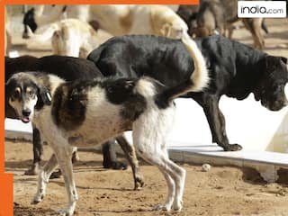 india.com top news
