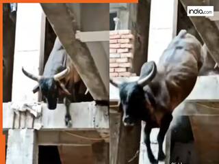Viral Video: उतरने नहीं आया तो छत से ही कूद गया सांड, हिलाकर रख देगा आगे का सीन | देखिए ये वीडियो