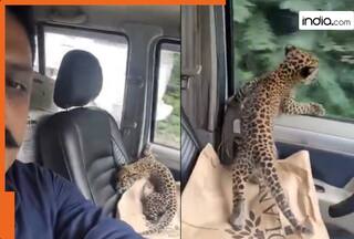 Viral Video: जंगल से तेंदुए के बच्चे को कार में बिठाकर लाया शख्स, सोशल मीडिया पर वायरल हुआ वीडियो