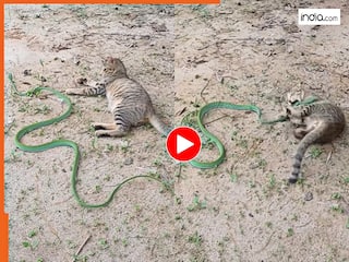 Billi Ka Video: जानबूझकर सांप का रास्ता रोकने लगी बिल्ली, फिर जो हुआ देखने लायक है | देखें वीडियो