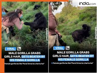 Gorilla Viral Video: पत्नी गोरिल्ला के सामने टूरिस्ट से फ्लर्ट करना पड़ा भारी, जो हुआ देख हंसते-हंसते लोटपोट हो जाएंगे!