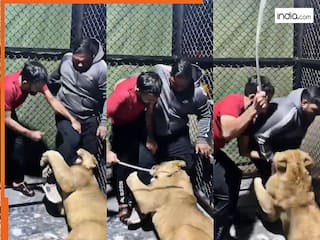 Sher Ka Video: पिंजरे में घुसते ही शेर ने दबोच लिया 'लेग पीस', फिर वहीं बिलबिलाने लगा शख्स | देखें वीडियो