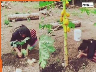पौधा लगाते ही उगने लगे फल, देखकर उछल-उछलकर नाचने लगी महिला, देखिए VIDEO