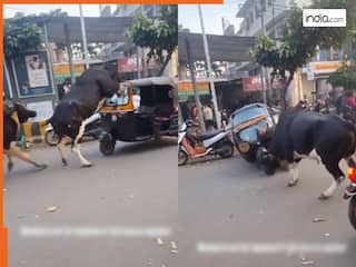 Viral Video: सांडों ने खिलौने की तरह पिचका दिया ऑटो, फिर गोली की रफ्तार से भाग निकले