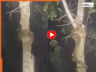 Azgar Ka Video: शिकार देखते ही फटाफट पेड़ पर चढ़ गया अजगर, रोंगटे खड़े कर देगा ये दृश्य | देखें वीडियो