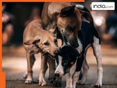 Stray Dogs Case Big Update: Supreme Court directs chief secretaries of States, UTs to appear before it on THIS date