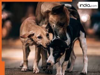 दिल्ली: आवारा कुत्तों की बढ़ती आबादी देख सरकार ने जारी की गाइडलाइन, जानिए क्या हैं नए नियम