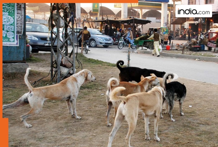 This animal’s saliva kills 1,000 people in this Muslim country every year, Country's name is...