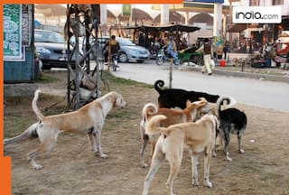 This animal’s saliva kills 1,000 people in this Muslim country every year, Country's name is...