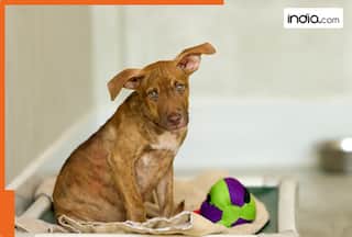 Meet Jagjit Singh, a Gurugram businessman, who arranged 11,000 bedrooms for stray dogs, netizens say...