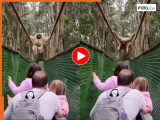 Bandar Ka Video: बंदर की मस्ती के बीच आ गया टूरिस्ट, फिर ब्रिज पर जो हुआ देखते रह जाएंगे | देखें वायरल वीडियो