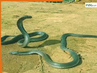 Nag Nagin Ka Video: तड़प-तड़प कर दम तोड़ दिया नाग, घंटों बेबस देखती रही नागिन, वायरल वीडियो ने सभी को रुला दिया