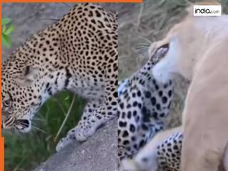 झाड़ियों में छिपाकर बच्चे की जान बचा रही थी तेंदुए की मां, तभी शेरनी ने किया हमला और छिड़ गई खतरनाक जंग | देखें Video