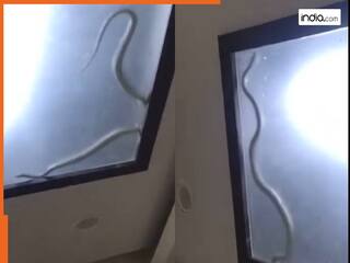 घर की छत पर रेंगता दिखा विशाल किंग कोबरा, सांप को देखकर दहशत में पूरा परिवार | देखें Video