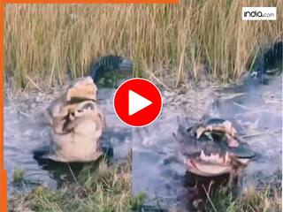 Trending Video: कछुए को झटके में चट कर गया मगरमच्छ, पानी का ये जानलेवा नजारा हिला देगा आपका दिमाग | देखें वीडियो