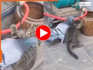 Funny Video: कबूतर और बिल्ली की क्यूट लड़ाई दिल जीत लेगी आपका, सोशल मीडिया पर तेजी से हो रही वायरल | देखें वीडियो