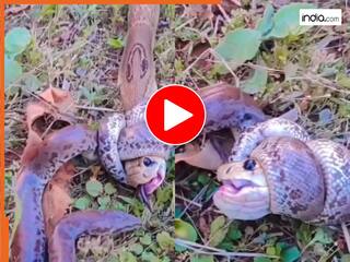 Viral Video: जंगल में कोबरा और अजगर की खतरनाक भिड़ंत, दिल दहलाने वाला नजारा कैमरे में हुआ कैद | देखें वीडियो