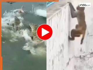 Bandar Ka Viral Video: 'मौत तो पक्की थी अगर कोशिश नहीं करता', मगरमच्छों के बीच से बचकर निकला लाचार बंदर | देखें वीडियो