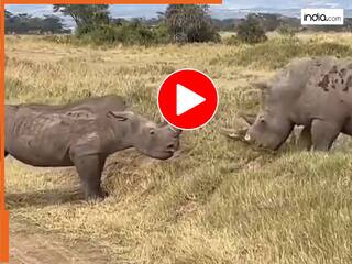 Animal Fight Video: दो गैंडों के बीच छिड़ा भयंकर युद्ध, पूरे जंगल में मचा हड़कंप | देखें वायरल वीडियो