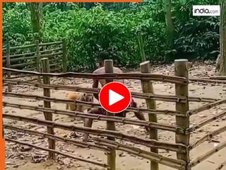 Bandar Ka Video: क्या आपने कभी बंदर और इंसान की कुश्ती देखी है? तो आज ही देख लीजिए। देखें वायरल वीडियो