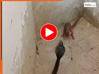 Saanp Nevle Fight: धरती के दो जानी दुश्मनों की हुई भिड़ंत, आखिर सांप और नेवले की लड़ाई में किसकी हुई जीत | देखें वायरल वीडियो