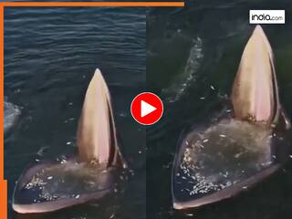 Viral Video Today: अच्छी जगह समझकर इकट्ठा हो गई छोटी मछलियां, तभी जो हुआ रोंगटे खड़े हो जाएंगे | देखें वीडियो