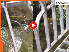 कोलकाता की बाढ़ में सांप का ब्रेकफास्ट! मुंह में दबाई मछली, वायरल वीडियो देख लोग बोले - 'यह पक्का बंगाली है'