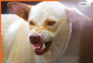 कुत्ते के काटने के बाद पहले 15 मिनट में क्या करें?