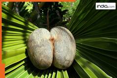 THIS is most expensive coconut in the world? Its cost is Rs..., is grown in...