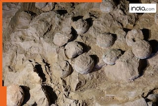 85 million-year-old dinosaur eggs have been found in..., shocking details revealed, 3000 fossilised eggs...