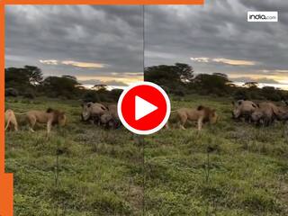 Sher Ka Video: गैंडों से पंगा लेना पड़ा शेर को भारी, अगले पल हुआ कुछ ऐसा कि भीगी बिल्ली बन गया जंगल का राजा | देखें वीडियो