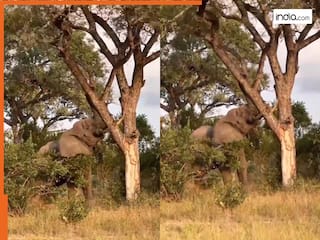 Hathi Ka Video: हाथी ने झटके में उखाड़ फेंका मजबूत पेड़, गजराज की ताकत देख हिल गया इंटरनेट | देखें वीडियो