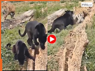 Wild Anima Video: कुत्ता समझकर तेंदुए ने कर दिया अटैक, मगर जगुआर ने नानी याद दिला दी | देखें वीडियो